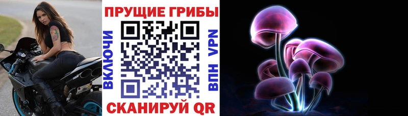 kraken онион  Новозыбков  Псилоцибиновые грибы Magic Shrooms 